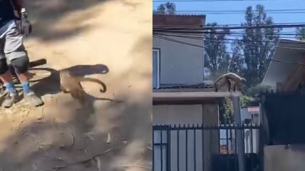 Mono que se fugó desde un zoológico se encuentra desaparecido en calles de Quilpué
