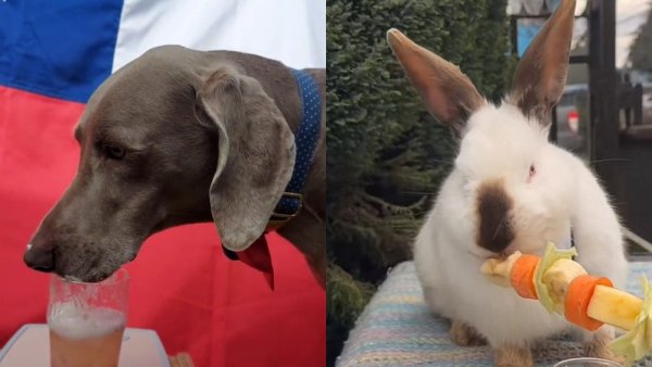 ¿Terremotos y anticuchos para tus mascotas?: la última moda Pet friendly
