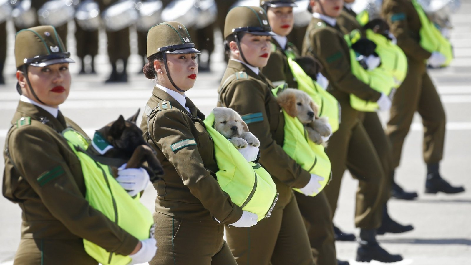 Perritos policiales llenaron de ternura el Parque O'Higgins en la Parada Militar 2024
