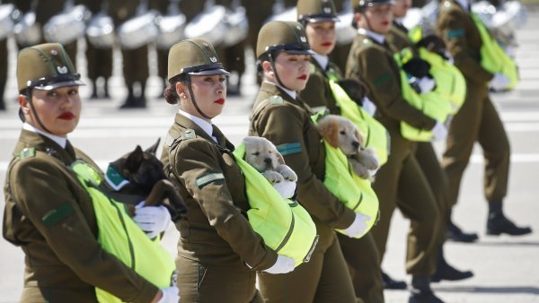 Perritos policiales llenaron de ternura el Parque O'Higgins en la Parada Militar 2024