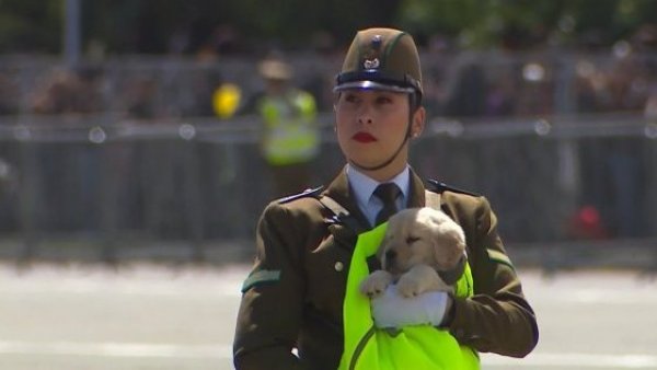 Cachorros y perritos de Carabineros se llevan los aplausos en la Parada Militar
