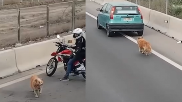 Conductores solidarios se unieron para rescatar a un perro extraviado en plena autopista
