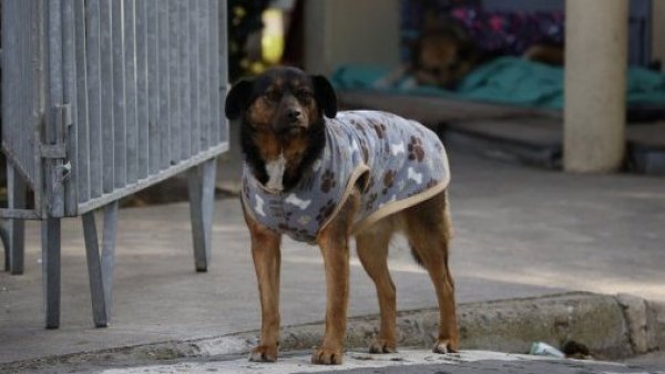 Denuncian abuso sexual contra mascotas en el cerro Las Cañas
