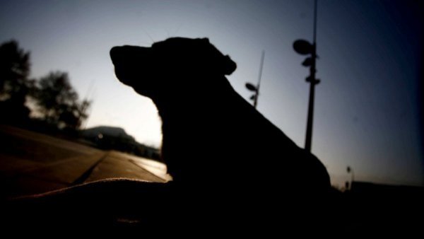 Sujeto que fue denunciado por abusar de sus mascotas fue apuñalado en Valparaíso
