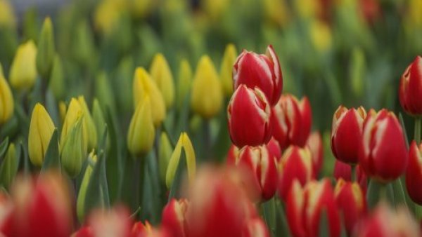 Día del Tulipán genera caos en Las Condes: Alta afluencia provocó incidencia en el Metro
