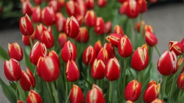 Día del Tulipán 2024: Revisa dónde se celebrará y regalarán flores
