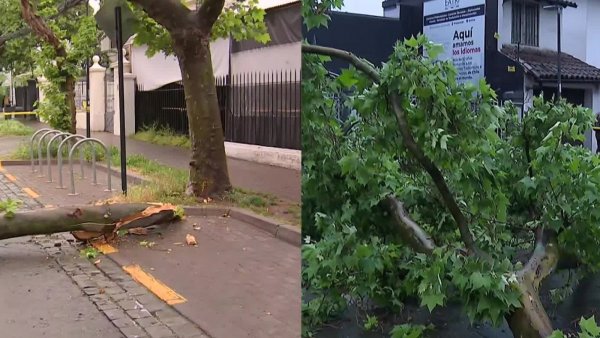 Lluvias provocan cortes de luz y caída de árbol en Providencia

