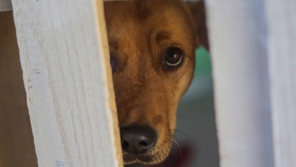 Proyecto que tipifica como delito la zoofilia avanza para ser ley
