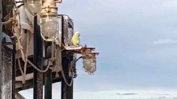 Loro perdido en Punta Arenas apareció en Puerto Williams
