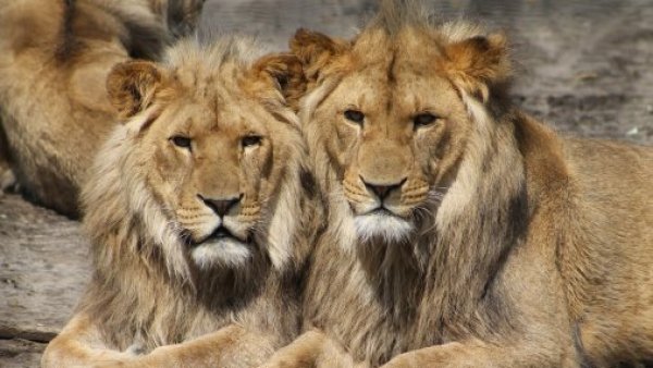 Maltrato animal: encuentran a tres leones decapitados y con las patas cortadas en Zimbabue
