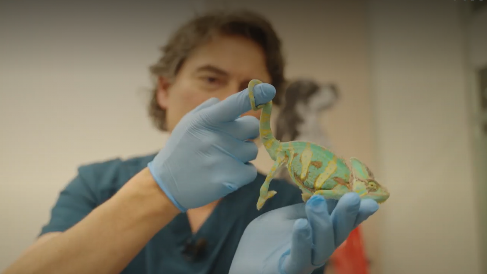 ¡Pronto en TVN! Sebastián Jiménez presenta "Acción Animal"
