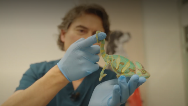 ¡Pronto en TVN! Sebastián Jiménez presenta "Acción Animal"
