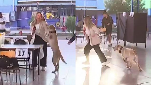 "Ay no perrito": Periodista de 24 Horas protagoniza tierno chascarro
