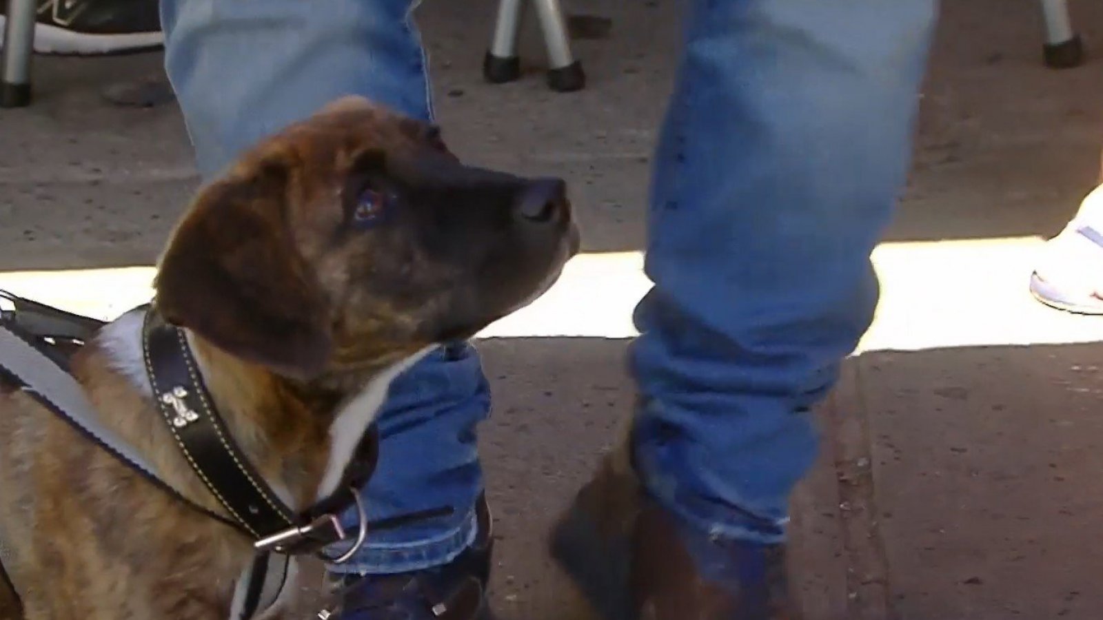 "¿Me adoptas?" Cachorrito busca un hogar tras ser abandonado en Ñuñoa
