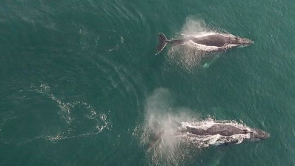 Greenpeace pide que muerte de ballenas jorobadas en el sur de Chile "no quede impune"
