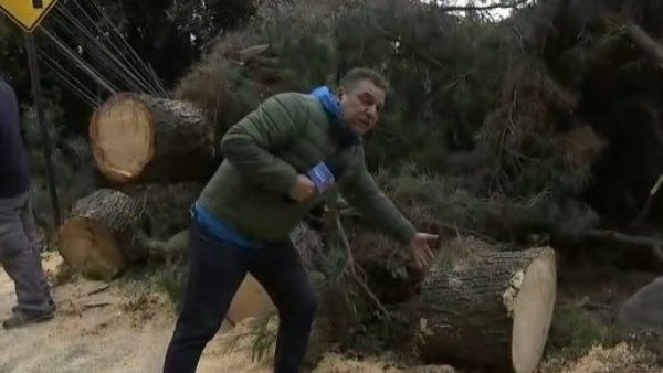 700 casas afectadas por árbol que cayó y botó seis postes en La Reina
