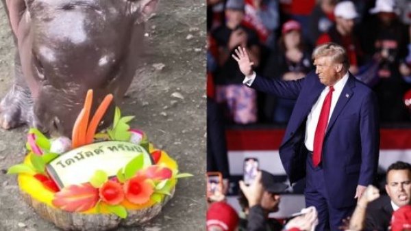 Bebé hipopótamo viral tailandés predice la victoria presidencial de Trump

