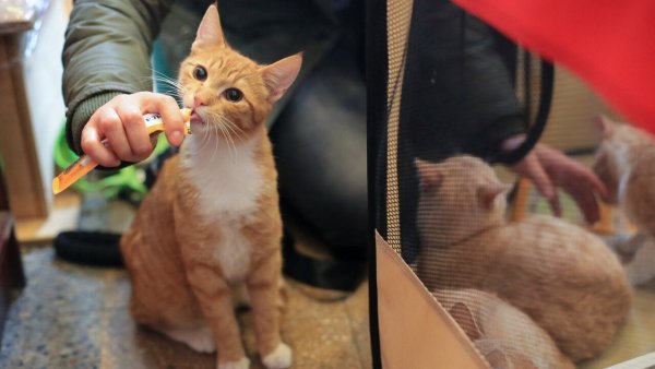 Popular snack para gatos lidera ránking de productos más robados en el retail
