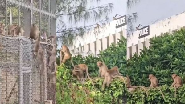 De terror: 200 monos invaden una comisaría en Tailandia
