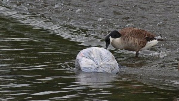 Crean plástico que se descompone en el agua del mar para reducir la contaminación
