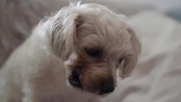 Historia de Loki: El perro que sufre de una malformación en su hocico