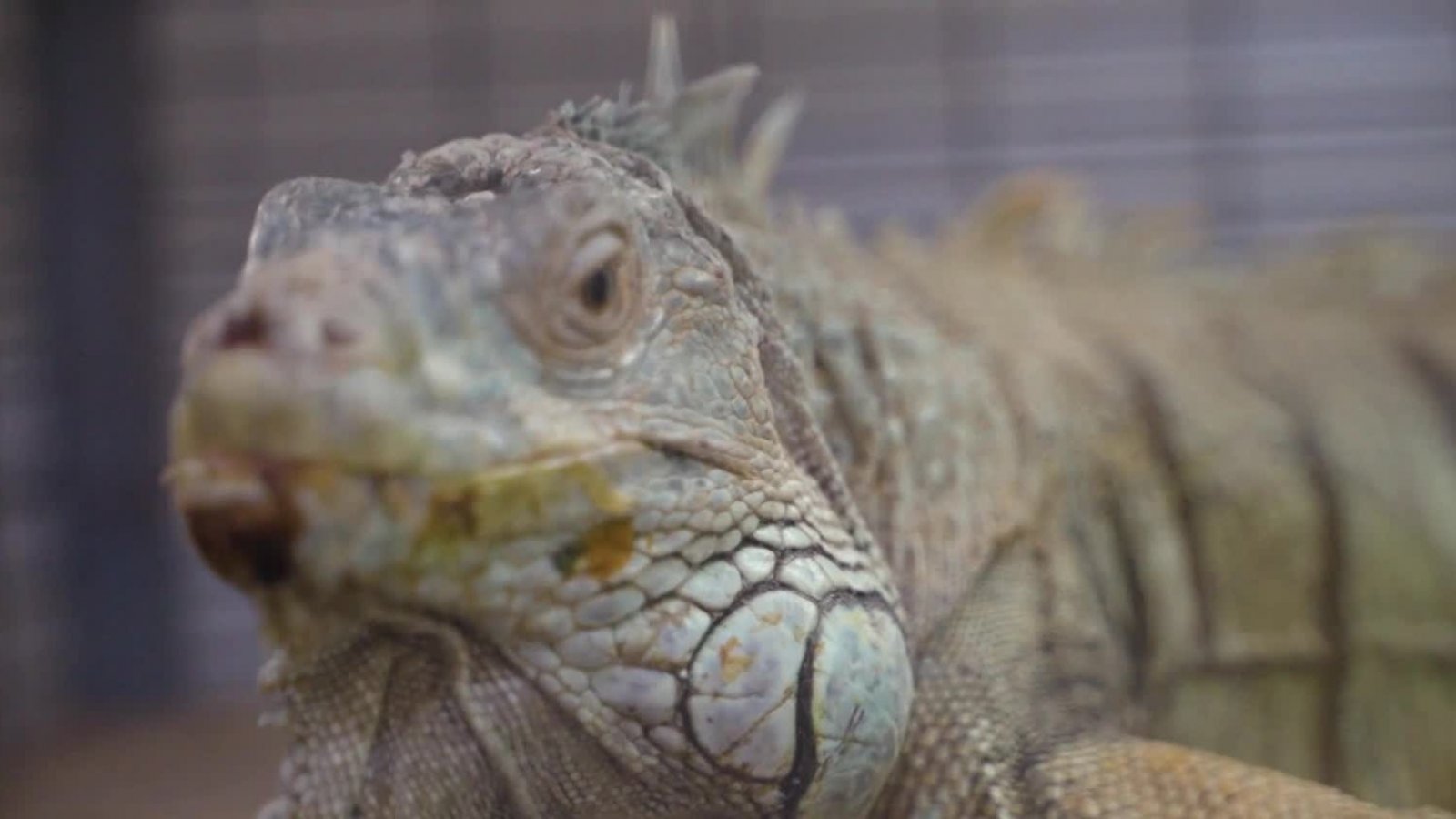 Conocemos a Mario la iguana en "Acción Animal"
