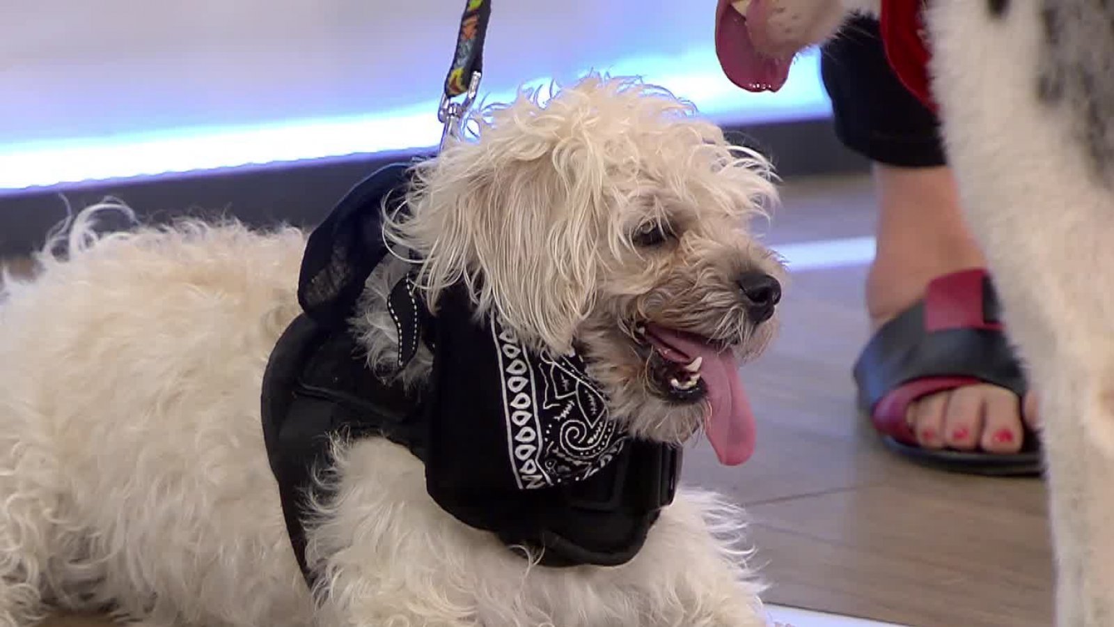 Conocimos a Loki: El perrito que emocionó a todos en "Acción animal"
