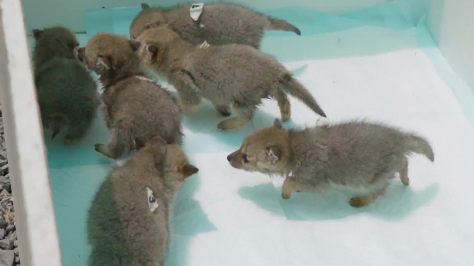 Los cachorros de zorro trajeron ternura a "Acción Animal"
