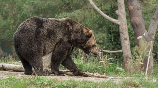 Oso es sacrificado por atacar a trabajador de supermercado en Japón
