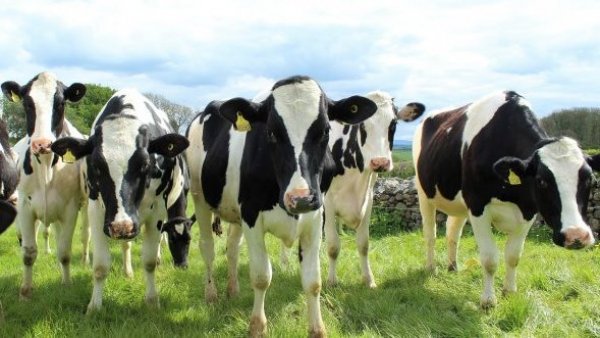 Aseguran que alimentar a las vacas con algas marinas reduciría sus emisiones en un 40 %
