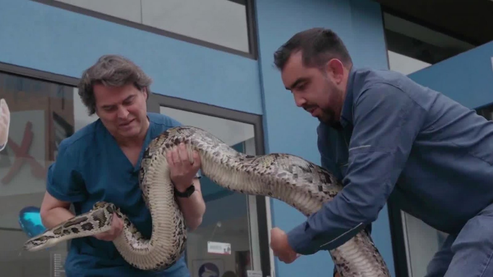 Conoce a Manolo y Pedrito: dos grandes reptiles que causan sorpresa en "Acción Animal"
