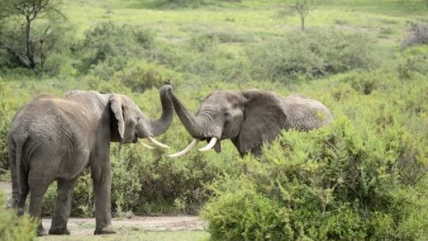Sequía provoca la muerte de 128 elefantes en Zimbabue desde agosto
