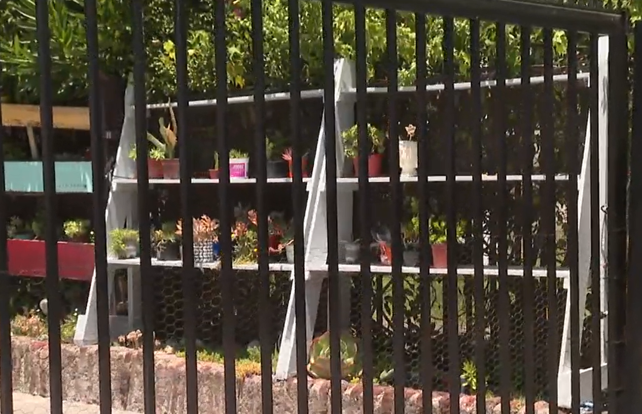 ¡Insólito! Así actúan los ladrones de plantas
