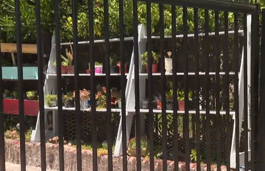 ¡Insólito! Así actúan los ladrones de plantas

