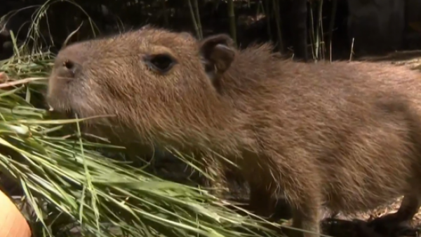 ¡Especial capibara! Conocimos a estos animalitos que son furor en los niños
