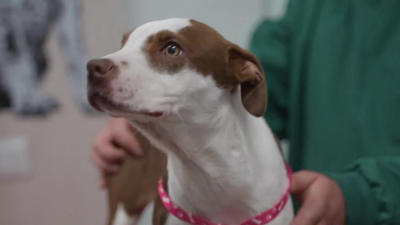 Conoce la conmovedora historia de la cachorrita "Karu"
