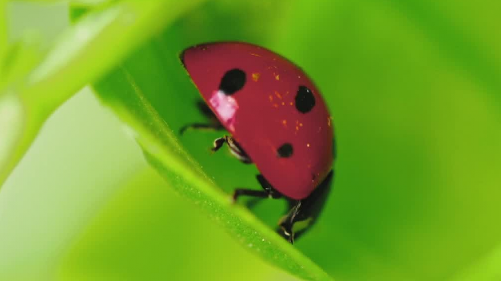 Micromundo Animal: Hoy conocemos a las chinitas
