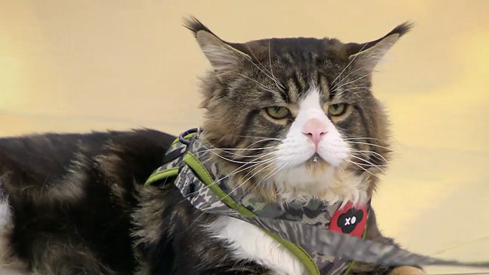 "Moscú", el famoso gato gigante visitó el "Buenos Días a Todos"
