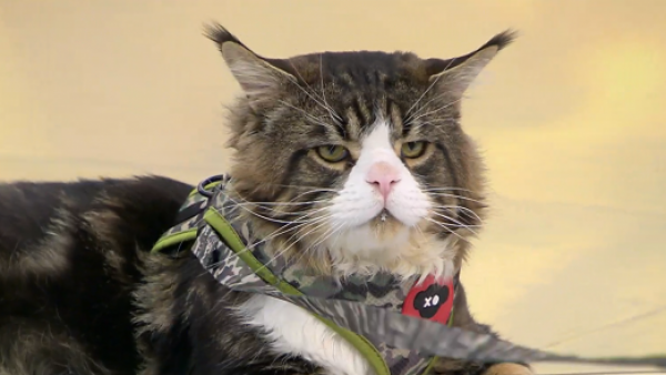 "Moscú", el famoso gato gigante visitó el "Buenos Días a Todos"
