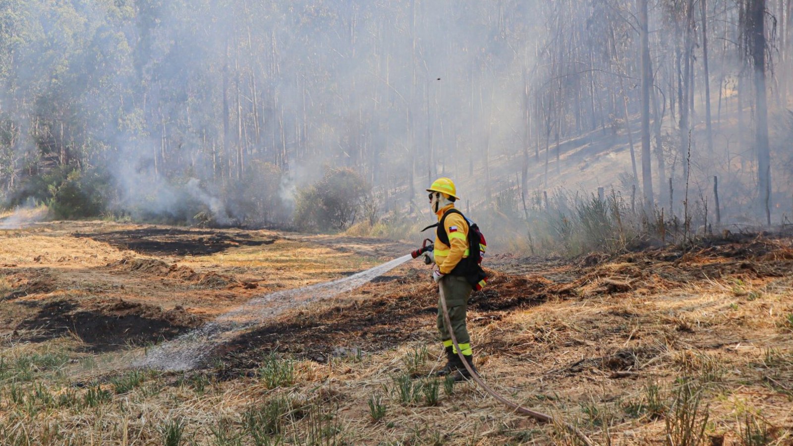 Alerta Roja por incendio forestal: más de 150 hectáreas afectadas en Colina y Tiltil
