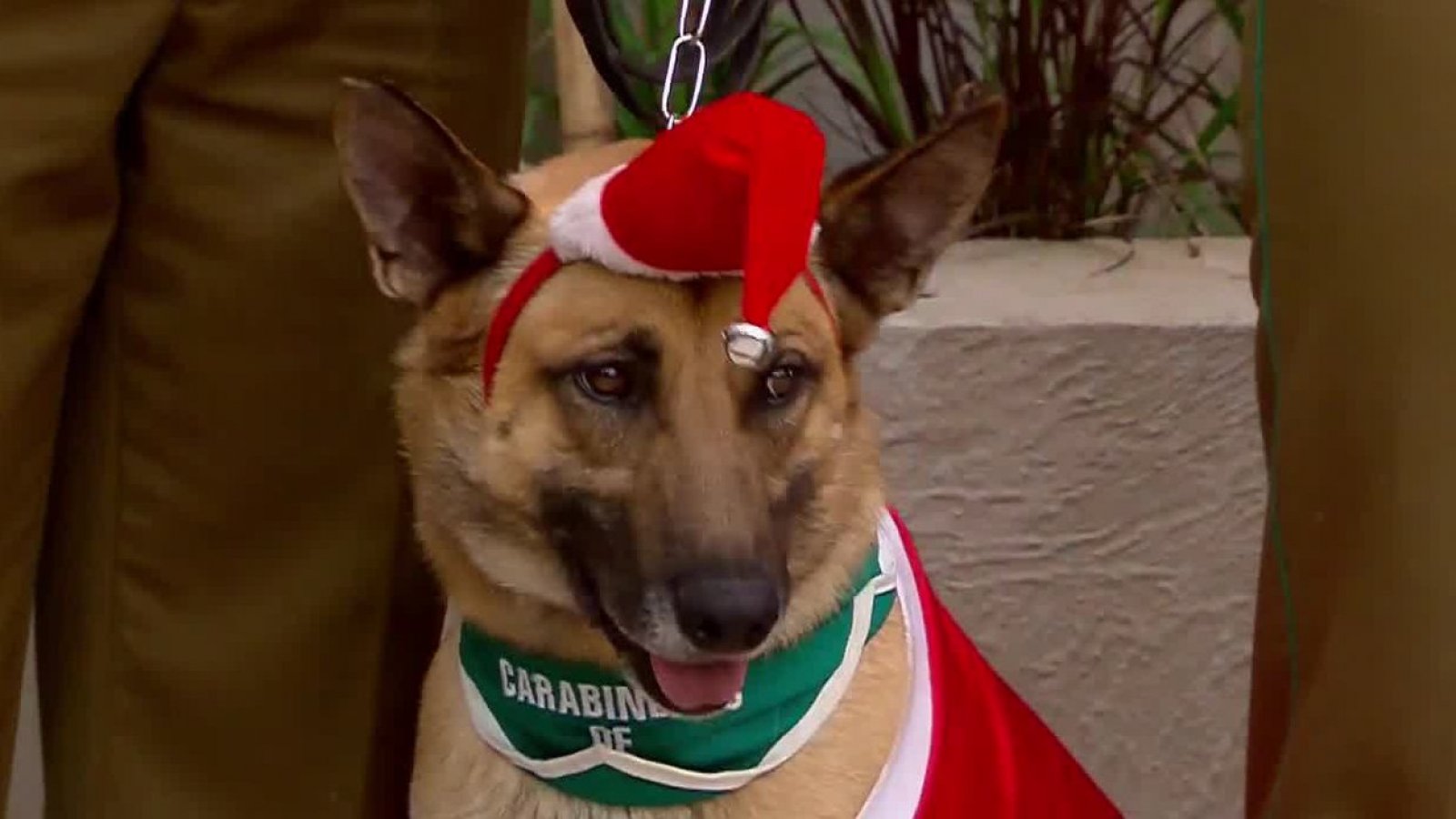 ¡Ternura total! Nos visitaron unos navideños perritos de Carabineros
