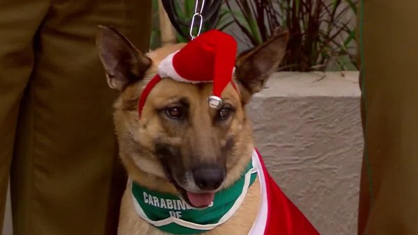 ¡Ternura total! Nos visitaron unos navideños perritos de Carabineros
