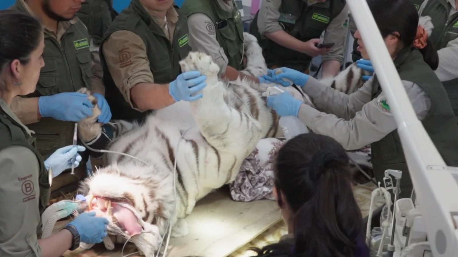 La participación de Sebastián Jiménez en un manejo médico con el felino más grande del mundo
