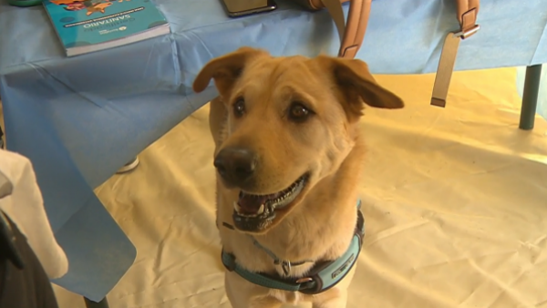 "El abandono animal es un delito": La hermosa historia de rescate de Thor
