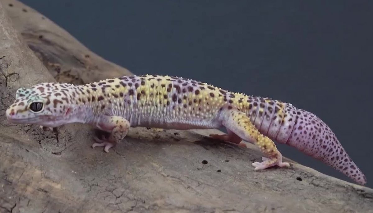 Micromundo Animal: Hoy conocemos al Gecko leopardo | TVN
