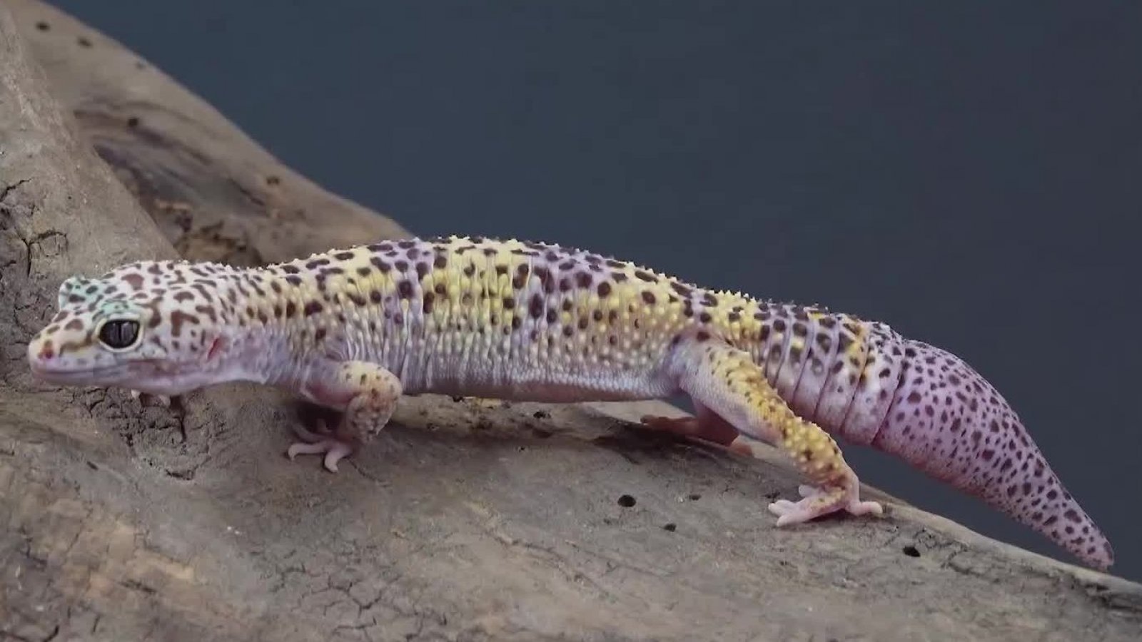 Micromundo Animal: Hoy conocemos al Gecko leopardo
