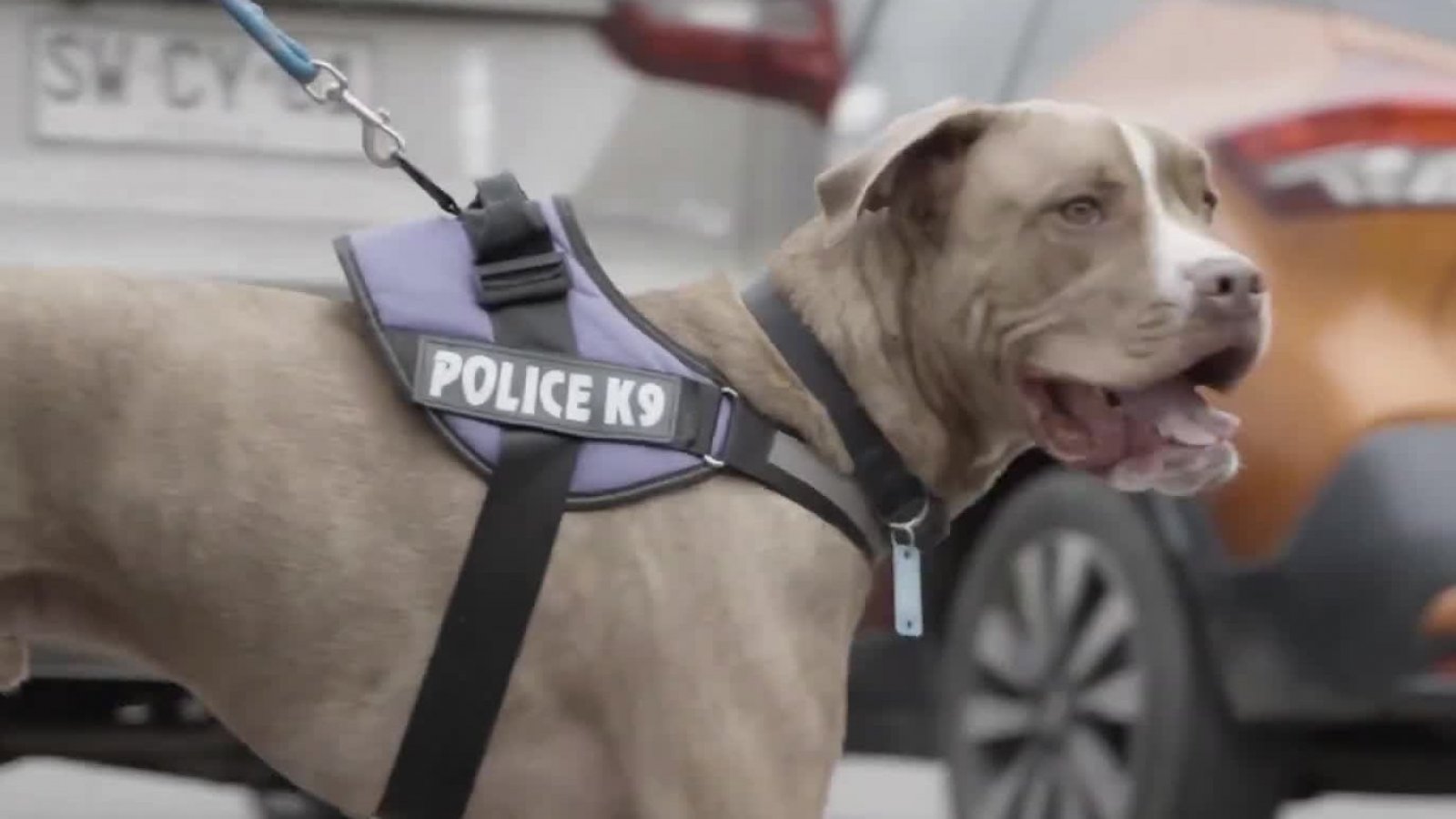 Conoce las historias que veremos el próximo capítulo de "Acción Animal"
