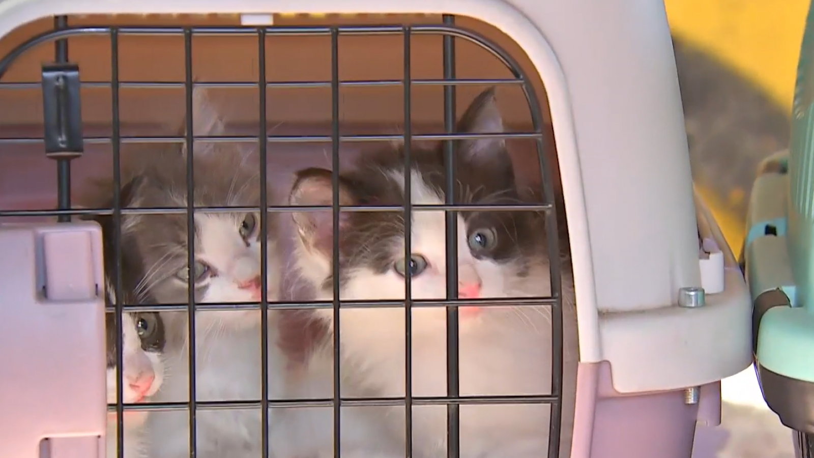 Desalojo de toma incluye operativo con mascotas: Gatitos serán trasladados hasta un hogar temporal
