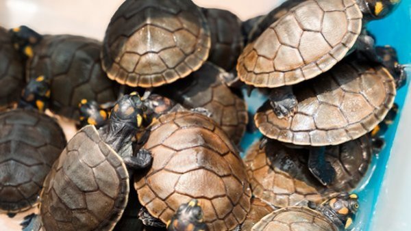 Rescatan a más de 160 tortugas destinadas al tráfico ilegal en Perú
