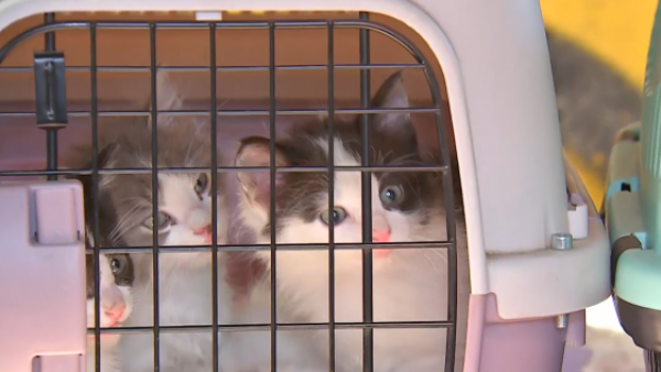 Desalojo de toma incluye operativo con mascotas: Gatitos serán trasladados hasta un hogar temporal
